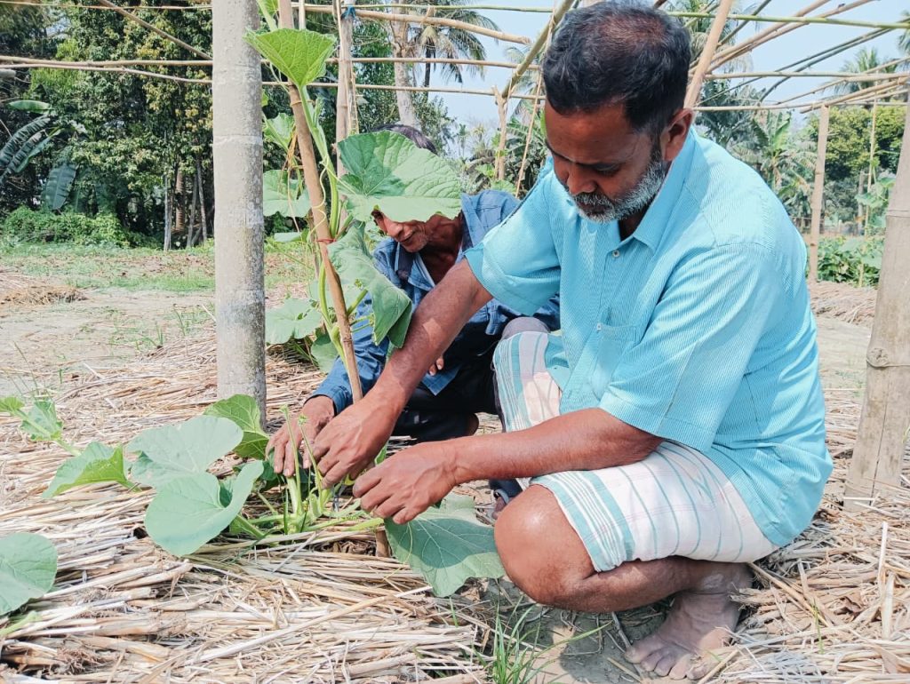Indian farmer Khanindra Das carefully prunes a vine for stronger growth and better harvests.