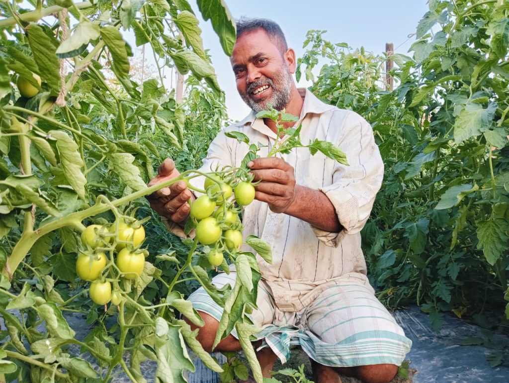 Indian farmer Khanindra Das smiles as he shows off a tomato vine covered with green tomatoes.