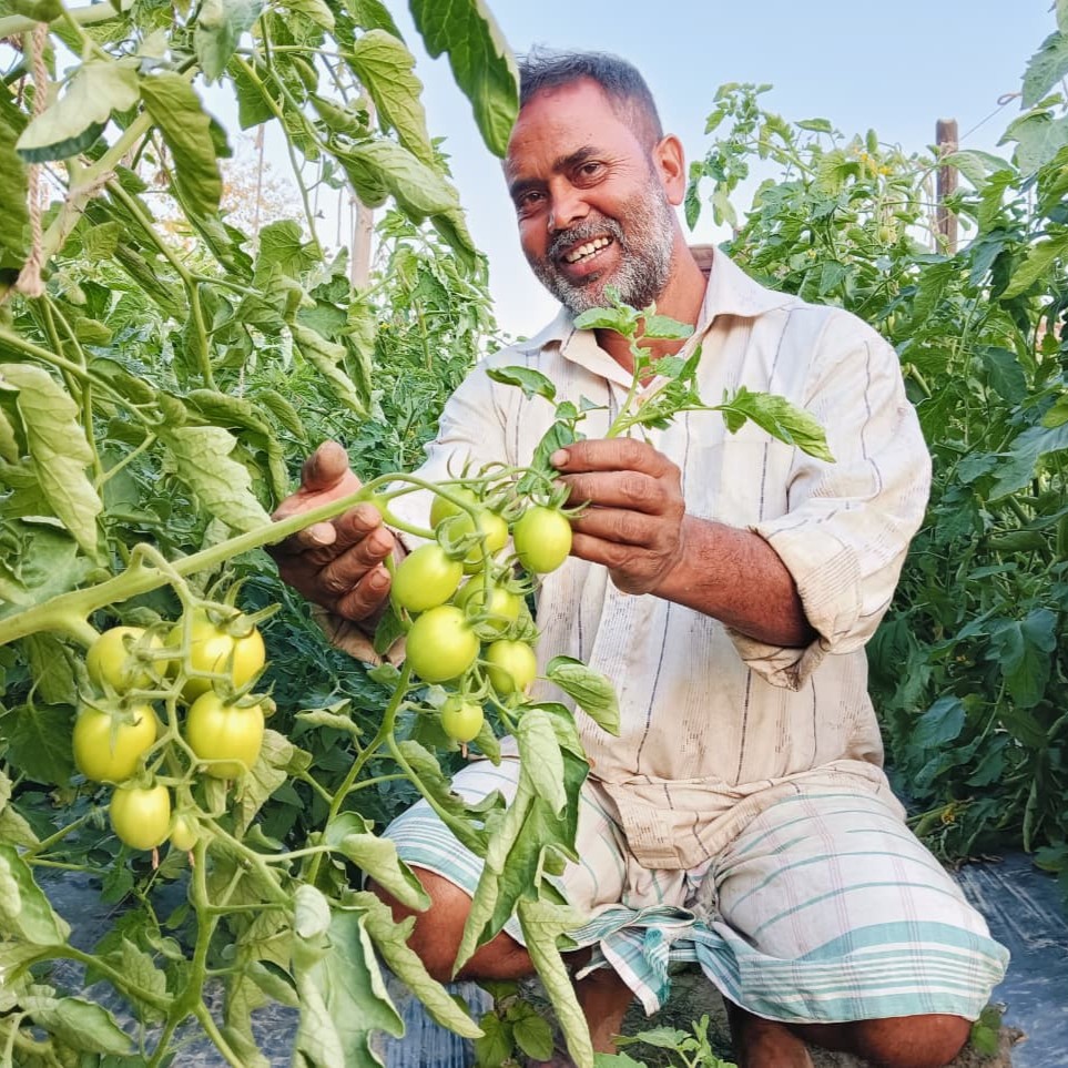 Indian farmer Khanindra Das smiles as he shows off a tomato vine covered with green tomatoes.