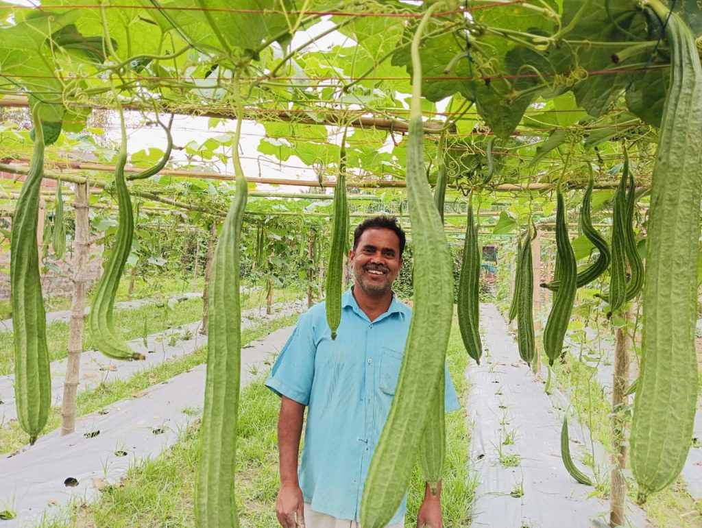 Indian farmer Khanindra Das amid large ridge gourd fruits hanging from vines supported by an overhead trellis.
