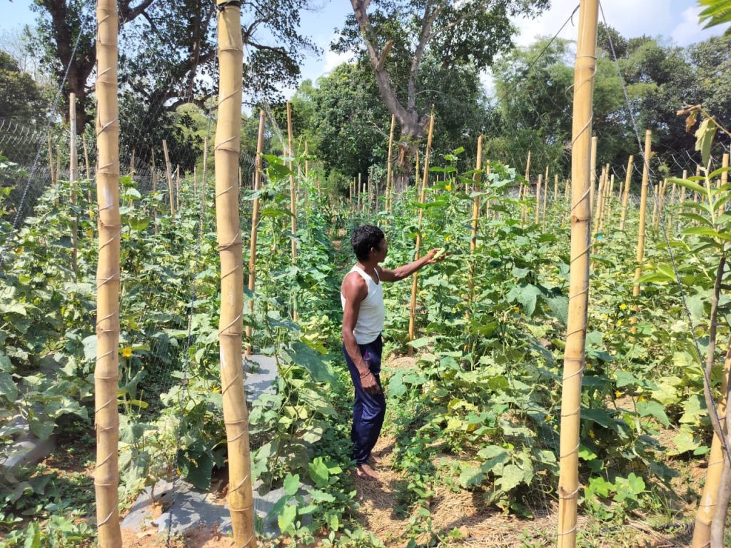Farmer Ajay Sharma in his trellised and mulched cucumber field in Chhattisgarh, India.