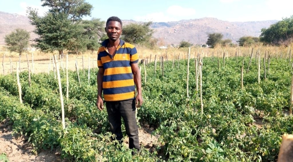 Tanzanian farmer Joel Mwaisaka in his tomato field.