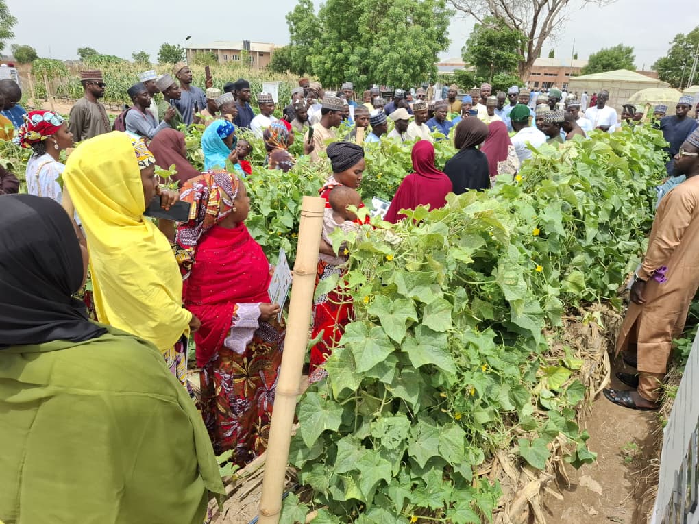 Government extension agents between mulched and trellised rows of plants during a training at the EWS-KT learning site in Kano. 