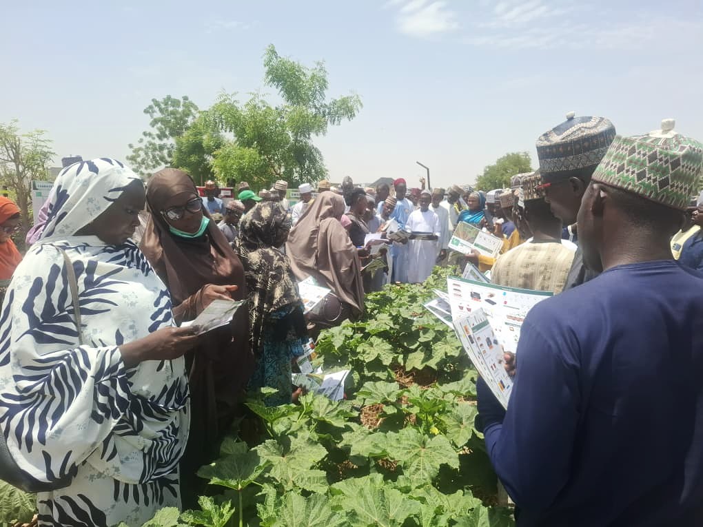 Standing between rows of plants at the practical learning site, male and female agricultural extension agents from the Kano State Agricultural and Rural Development Authority (KNARDA) look at printed crop guides during an instructional session.