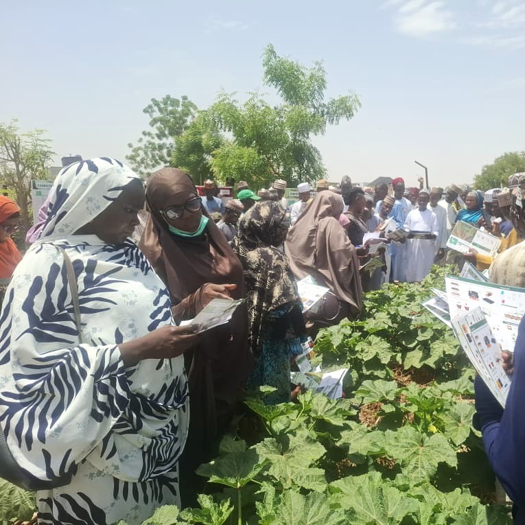 Standing between rows of plants at the practical learning site, male and female agricultural extension agents from the Kano State Agricultural and Rural Development Authority (KNARDA) look at printed crop guides during an instructional session.
