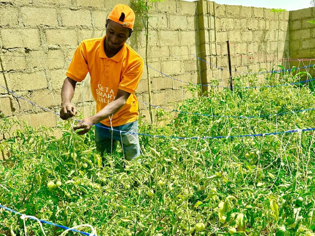 Nigerian farmer Idris Yusuf Aliyu adjusts a trellis string to support his tomato plants.