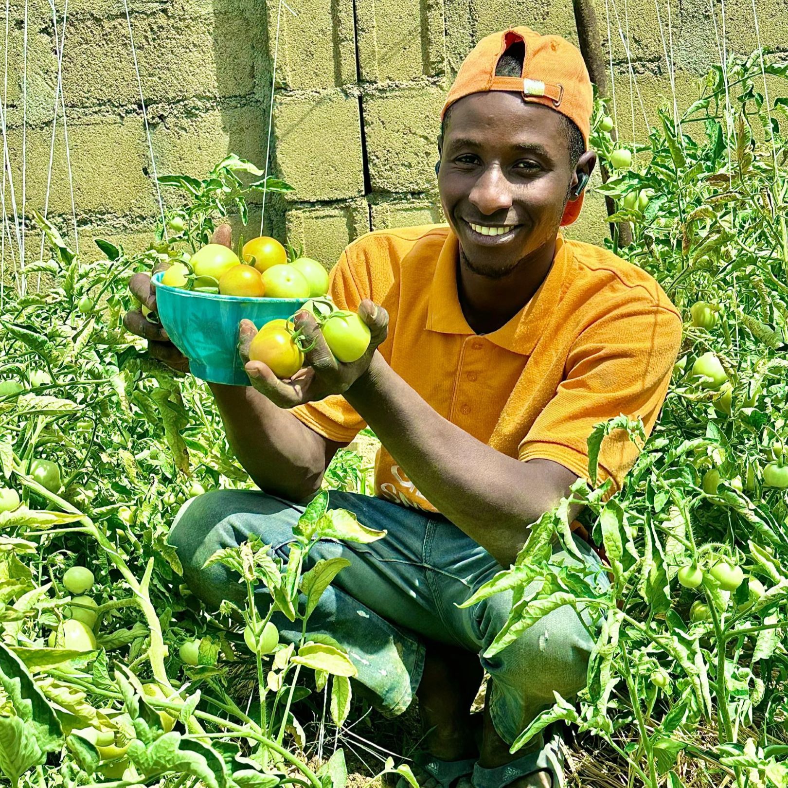Nigerian farmer Idris Yusuf Aliyu holds a small bowl of harvested tomatoes between two rows of tomato plants.