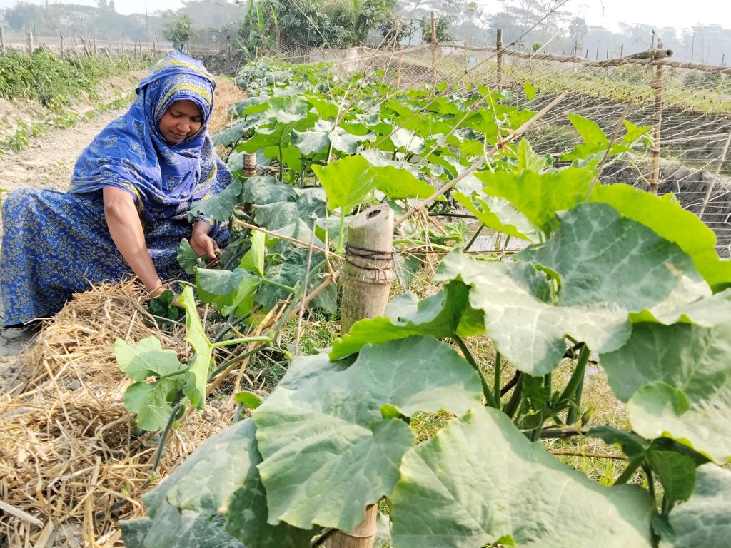 Bangladeshi farmer Monira Begum tends to her pumpkin vines.