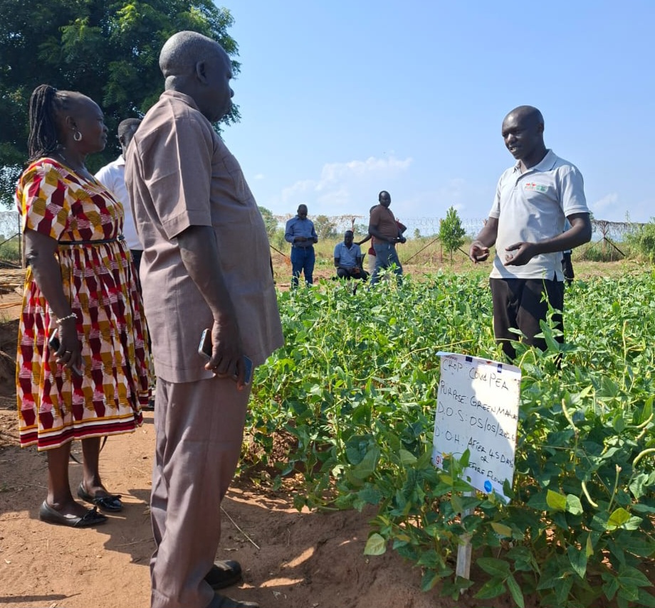 Eastern Equatoria State Ministers Margaret Idwa Okuye and Ochola Bosco Oringa listen as an EWS-KT staff member talks about the cowpea green manure plot at the learning farm in Torit County, Eastern Equatoria State, South Sudan.