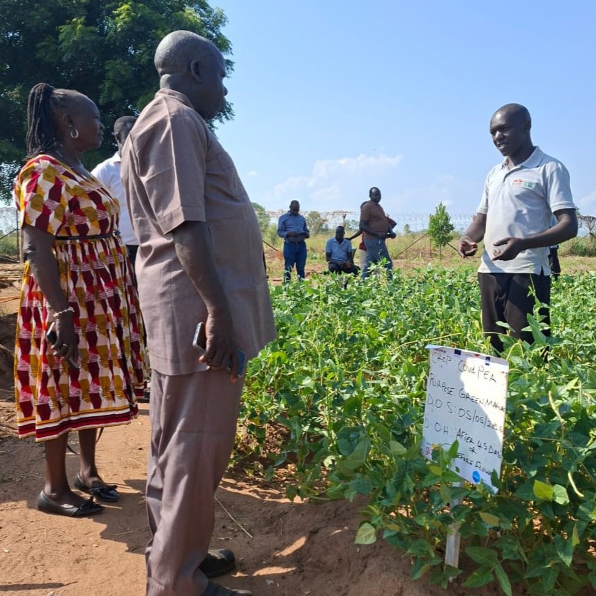 Eastern Equatoria State Ministers Margaret Idwa Okuye and Ochola Bosco Oringa tour the cowpea green manure plot at the learning farm in Torit County, Eastern Equatoria State, South Sudan.